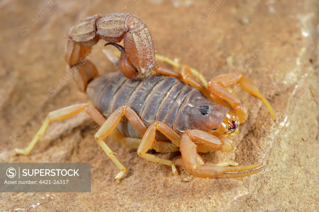 Yellow Thick-tailed Scorpion (Parabuthus mossambicensis) adult, on rock, Karoo Region, South Africa