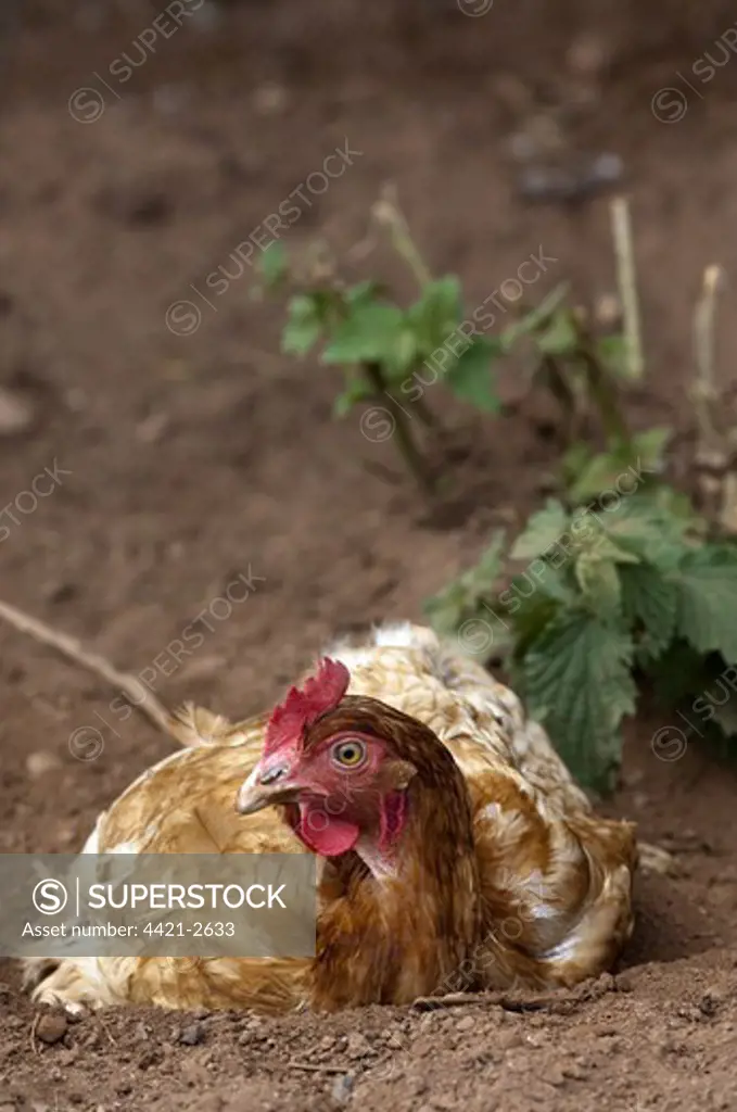 Domestic Chicken, free-range hen, dust bathing, England, july