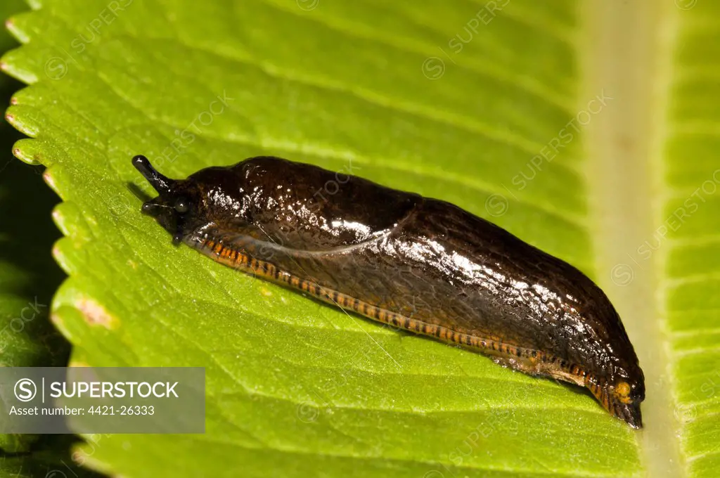 Great Black Slug (Arion ater) reddish brown form, adult, on leaf, Crossness Nature Reserve, Bexley, Kent, England, june