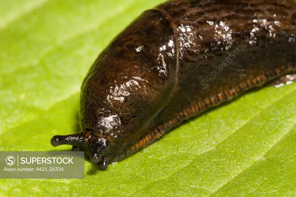 Great Black Slug (Arion ater) reddish brown form, adult, close-up of head and mantle, Crossness Nature Reserve, Bexley, Kent, England, june