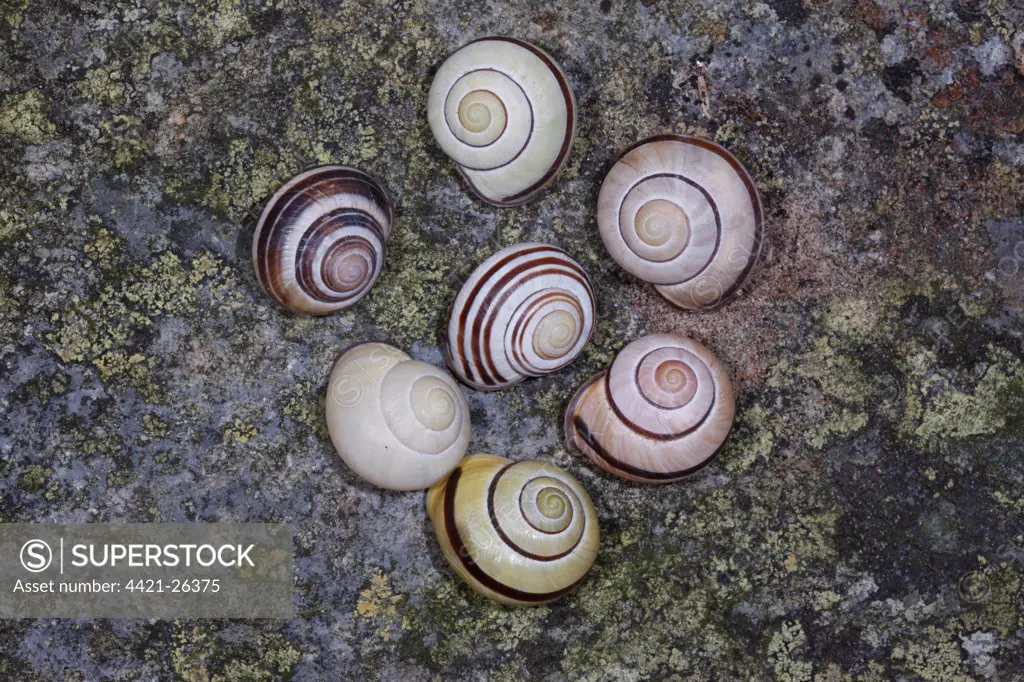 Grove Snail (Cepaea nemoralis) seven adults, with different shell patterns, centre snail with spirals in reverse, England, december