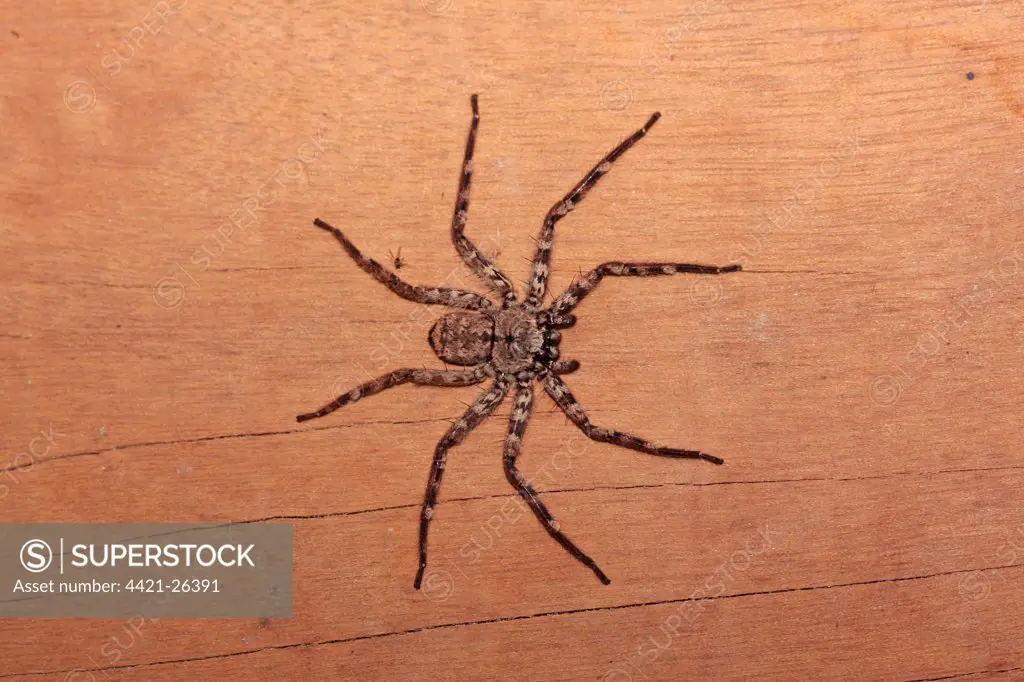 Brown Huntsman Spider (Heteropoda venatoria) adult, Porto Jofre, Mato Grosso, Brazil, september