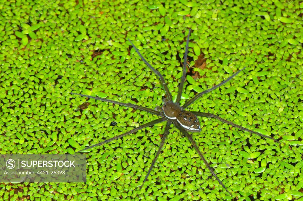 Fishing Spider (Dolomedes sp.) adult, walking on duckweed at surface of water, Los Amigos Biological Station, Madre de Dios, Amazonia, Peru