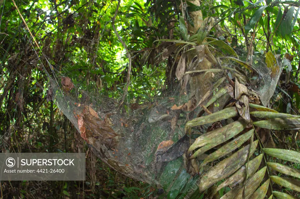 Social Spider (Anelosimus sp.) communal web in tropical forest habitat, Los Amigos Biological Station, Madre de Dios, Amazonia, Peru