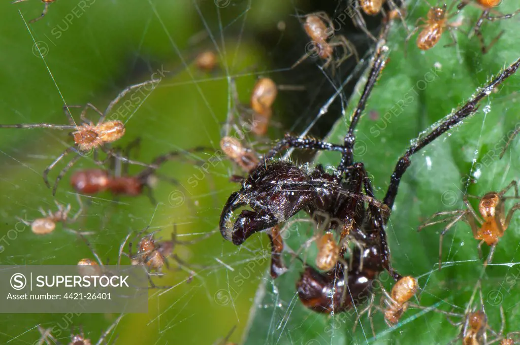Social Spider (Anelosimus sp.) adults, group with Bullet Ant (Paraponera clavata) caught in communal web, Los Amigos Biological Station, Madre de Dios, Amazonia, Peru