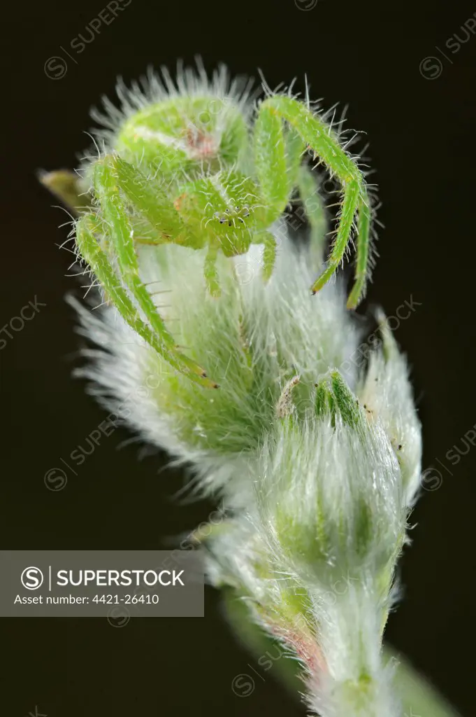 Green Crab Spider (Heriaeus hirtus) adult, camouflaged on hairy plant, Italy