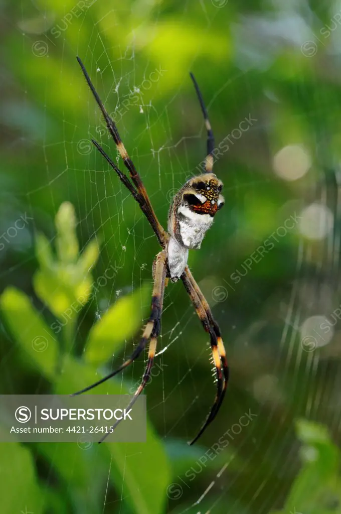 Silver Argiope (Argiope argentata) adult, resting in web, Rupununi, Guyana