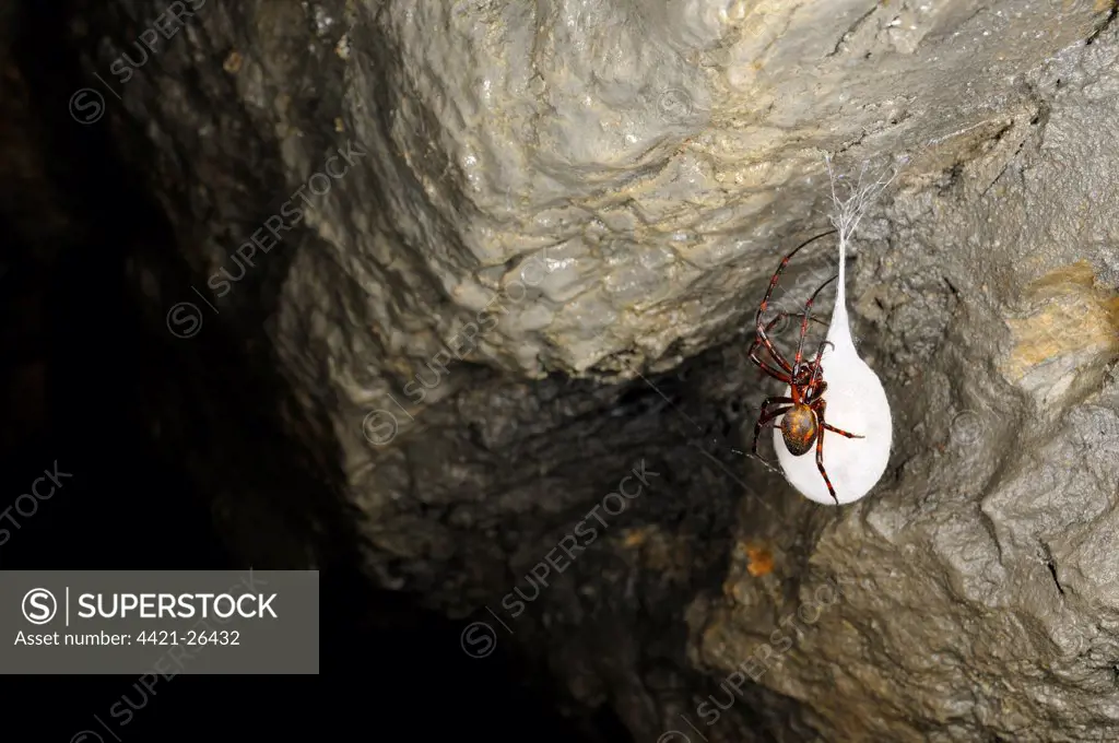 Orb-weaver Cave Spider (Meta bourneti) adult female, on cocoon in cave, Italy, july