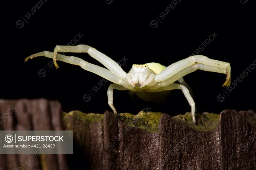 Goldenrod Crab Spider (Misumena vatia) adult female, ambush hunting on garden fence at night, Belvedere, Kent, England, september