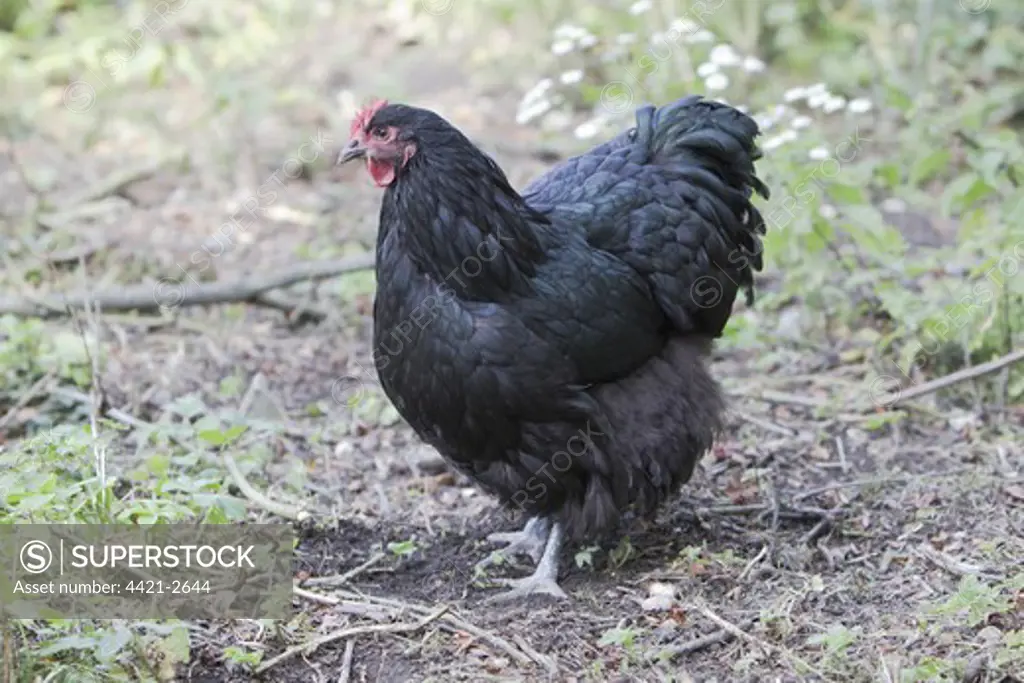 Domestic Chicken, Black Orpington, freerange hen, standing, Essex, England, august