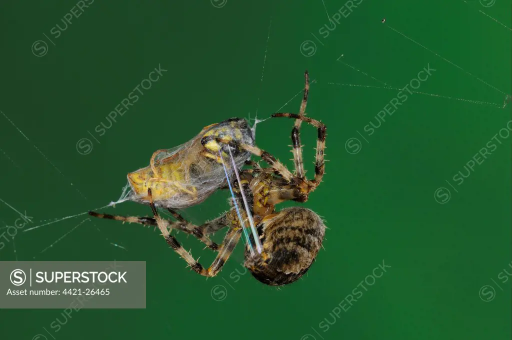 Garden Orb Spider (Araneus diadematus) adult, wrapping silk around Common Wasp (Vespula vulgaris) prey in web, Oxfordshire, England