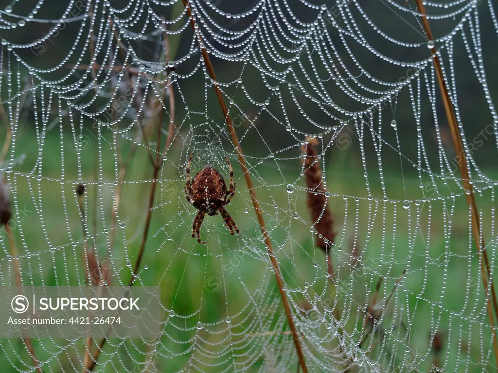 Garden Orb Spider (Araneus diadematus) adult female, on dew covered web, Devon, England