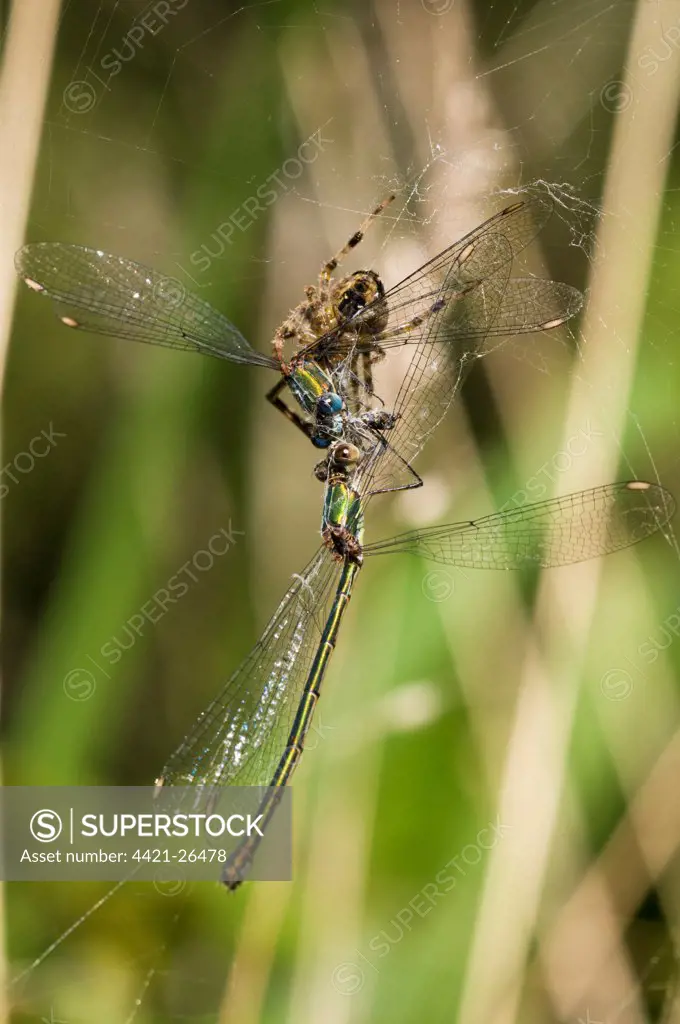 Garden Orb Spider (Araneus diadematus) adult, with Willow Emerald Damselfly (Chalcolestes viridis) adult male and female prey caught in web, Staverton Lakes, Suffolk, England, august