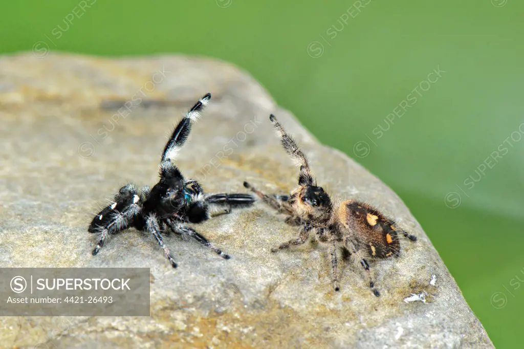 Regal Jumping Spider (Phidippus regius) adult pair, in courtship display before mating, U.S.A.