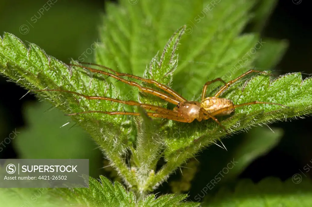 Lesser Garden Spider (Metellina segmentata) adult, straddling Stinging Nettle (Urtica dioica) leaves, Brede High Woods, West Sussex, England, september