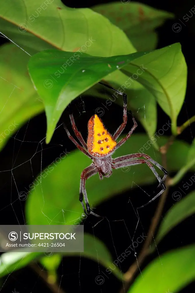 Golden-spotted Orb-weaver (Eriophora nephiloides) adult female, in web under forest vegetation, Iwokrama, Guyana