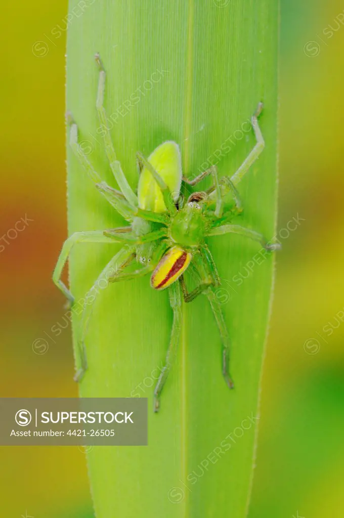 Green Huntsman Spider (Micrommata virescens) adult pair, mating, Italy