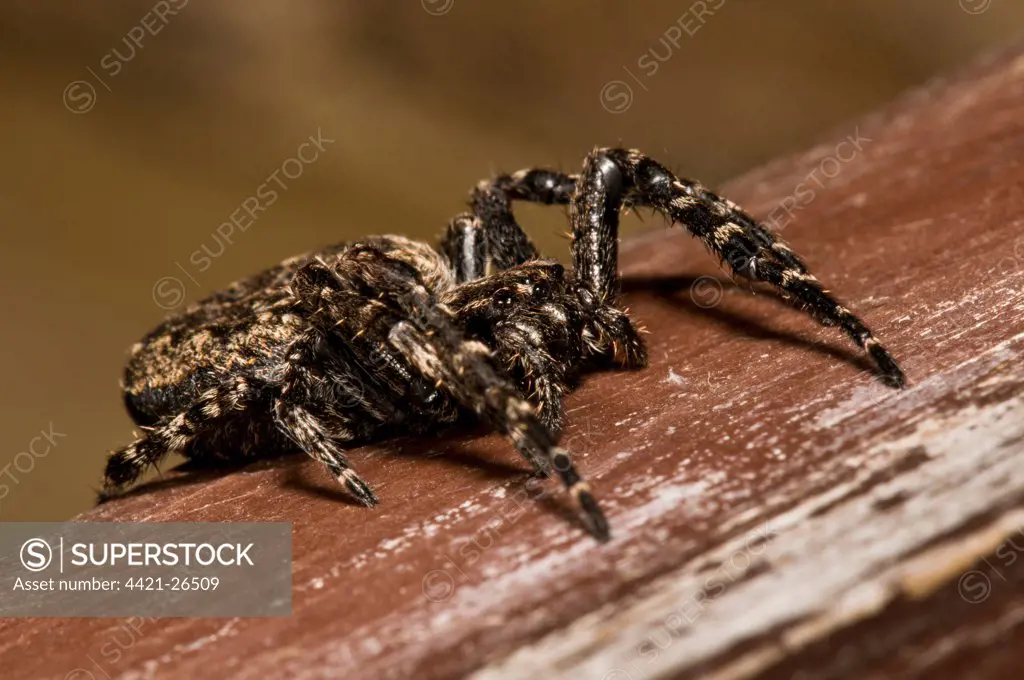 Walnut Orb-weaver Spider (Nuctenea umbratica) adult female, resting in birdwatching hide, Minsmere RSPB Reserve, Suffolk, England, april