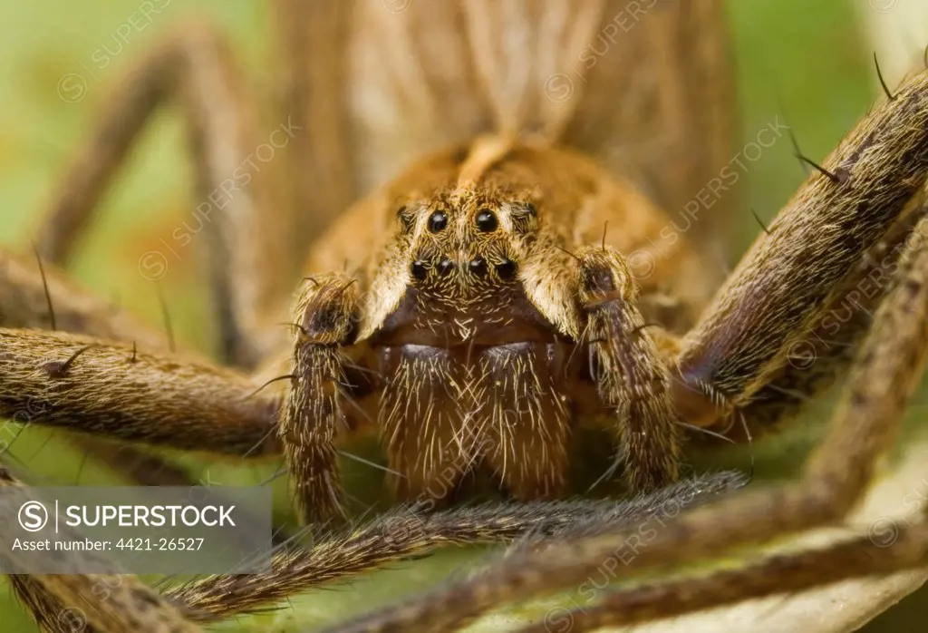 Nursery-web Spider (Pisaura mirabilis) adult, close-up of face, Leicestershire, England