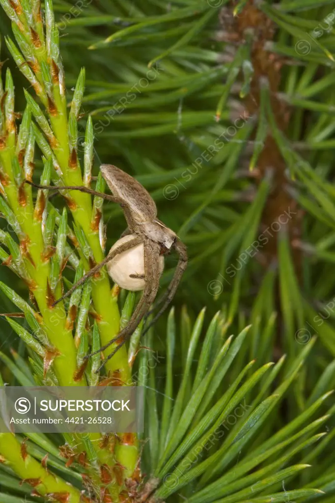 Nursery-web Spider (Pisaura mirabilis) adult female, carrying egg sac, Norfolk, England