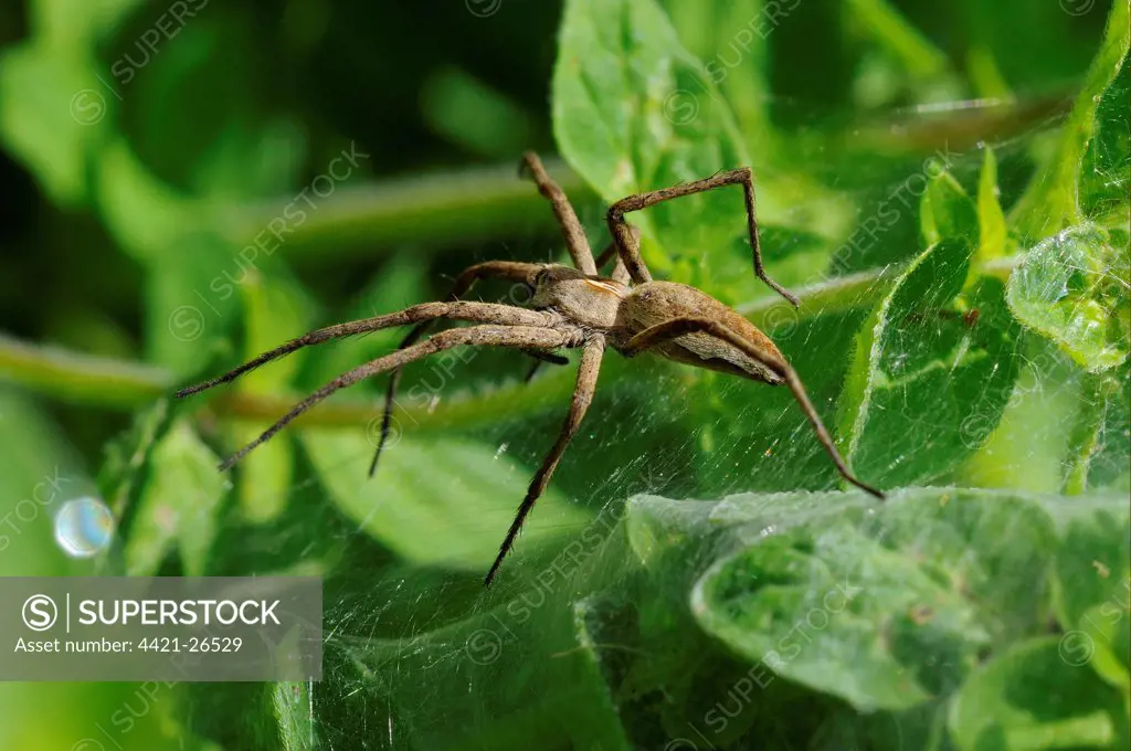 Nursery-web Spider (Pisaura mirabilis) adult, resting on nursey web, Oxfordshire, England