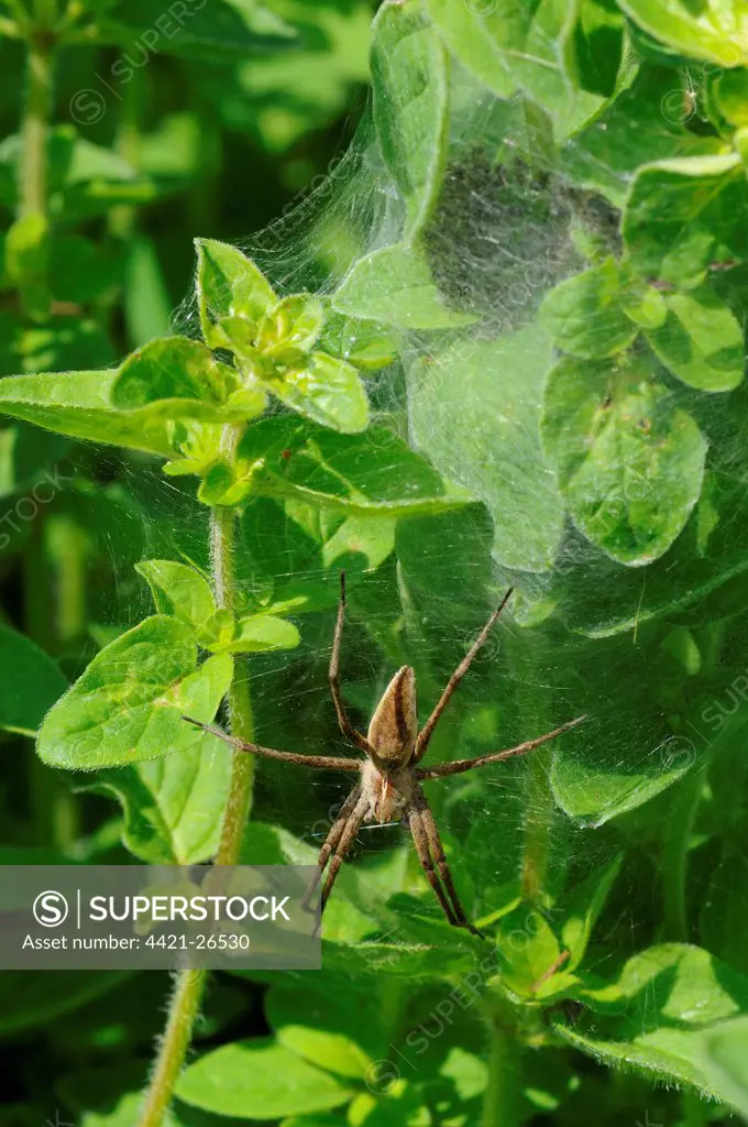 Nursery-web Spider (Pisaura mirabilis) adult, on nursery web in wild marjoram, Oxfordshire, England