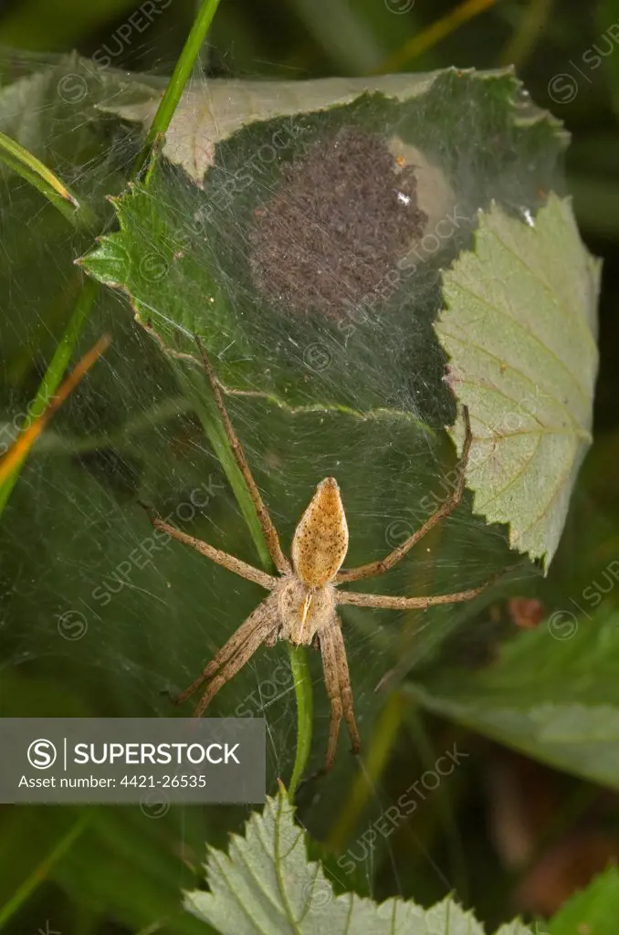 Nursery-web Spider (Pisaura mirabilis) adult female, guarding nursery web with young, Norfolk, England, july