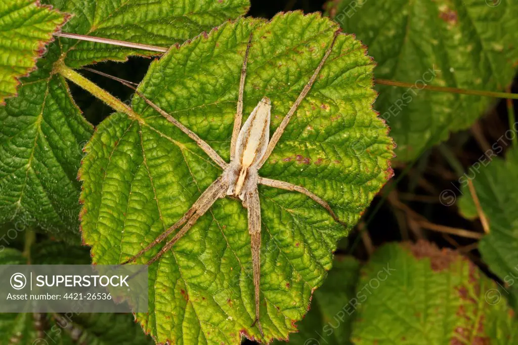 Nursery-web Spider (Pisaura mirabilis) adult, resting on leaf in coastal sand dunes, Gower Peninsula, Glamorgan, Wales, july