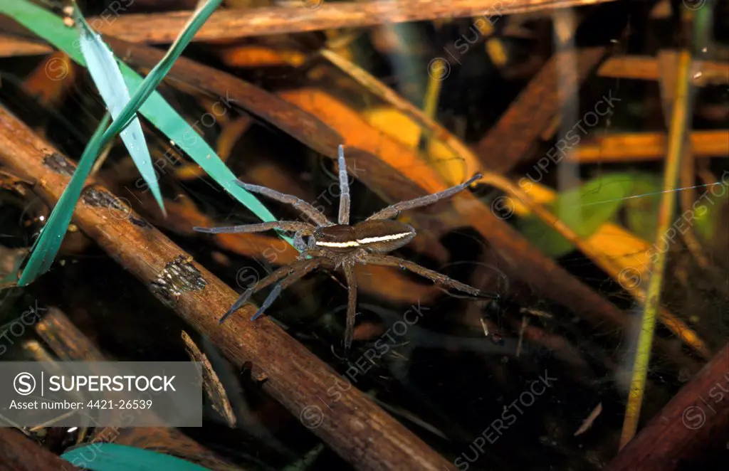 Fen Raft Spider (Dolomedes plantarius)  Striped male - Redgrave & Lopham Fen - Suffolk W.T.