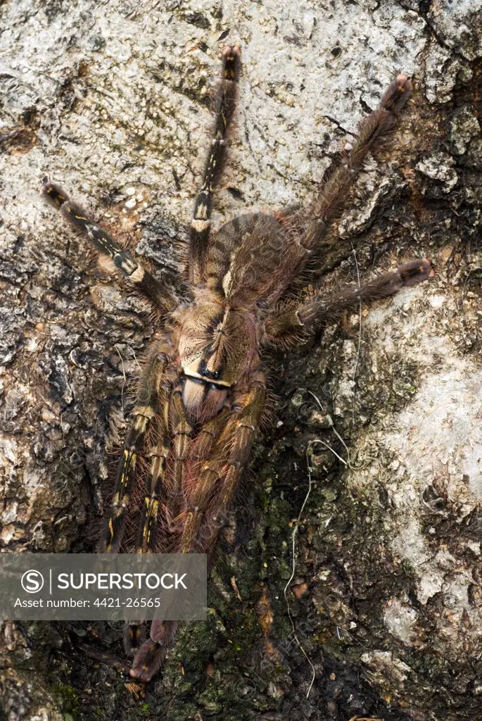 Fringed Ornamental Tarantula (Poecilotheria ornata) subadult, showing gynandromorphic phenotype, left side is 'male' and right side is 'female' (captive)