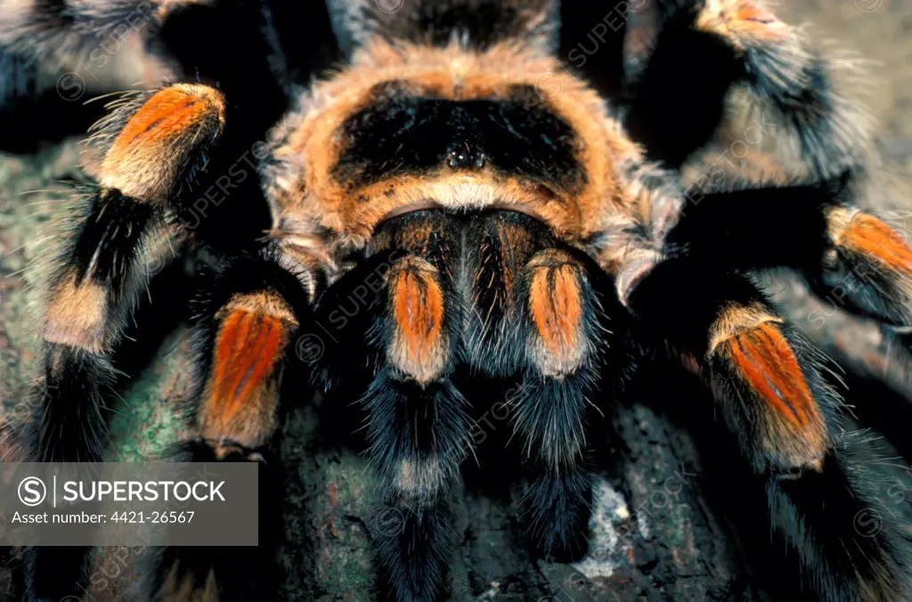 Red-kneed Tarantula (Eurypelma smithi) Close-up - endangered - Mexico