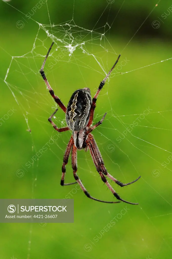 Zig-zag Spider (Neoscona cooksoni) adult, in web, Galapagos Islands