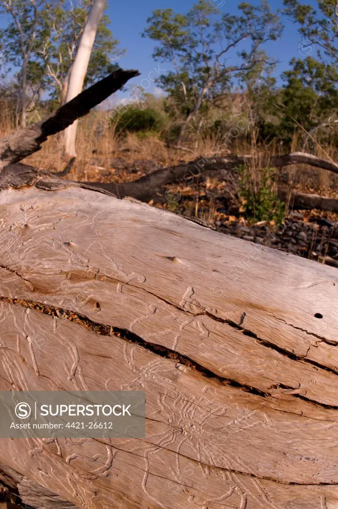Termite (Isoptera sp.) feeding tracks in Eucalyptus log, North Wetar Island, Alor Archipelago, Lesser Sunda Islands, Indonesia