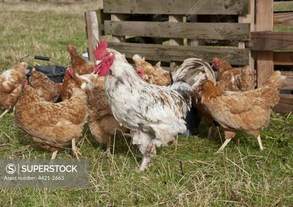 Domestic Chicken, Free-range cockerel and hens, flock standing on grass, Bouldon, Shropshire, England, september