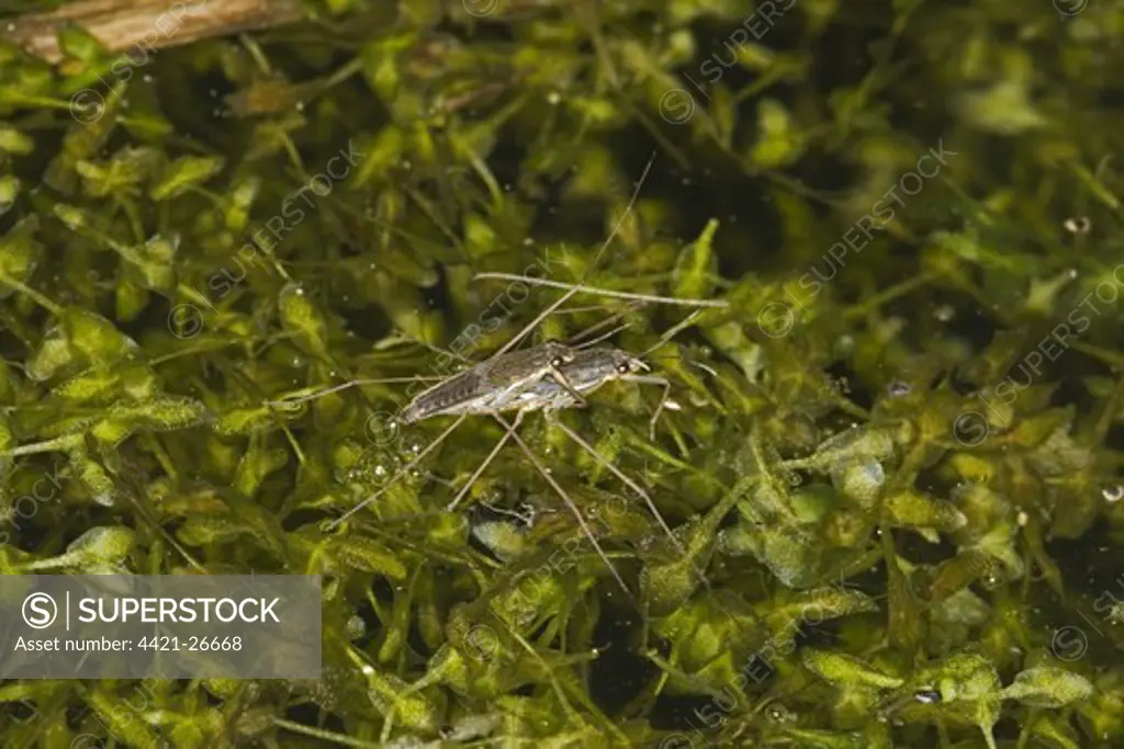 Common Pond Skater (Gerris lacustris) adult pair, mating, on surface of water, Norfolk, England