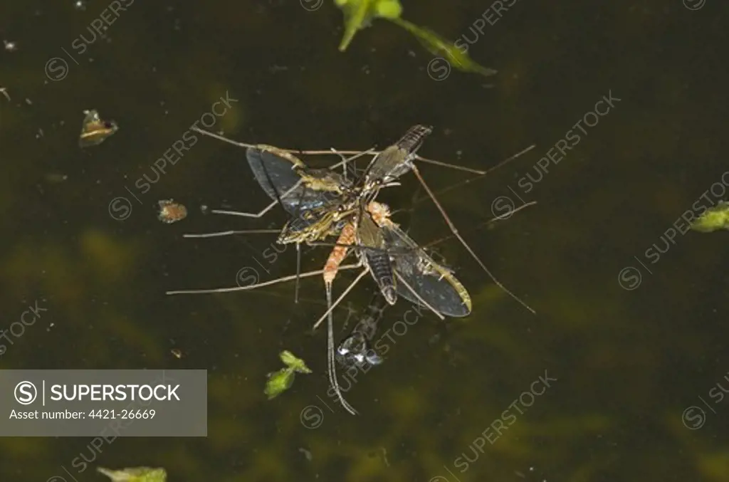 Common Pond Skater (Gerris lacustris) four adults, feeding on prey at surface of water, Norfolk, England