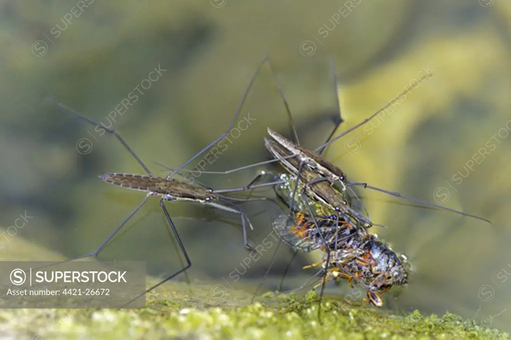 Common Pond Skater (Gerris lacustris) three adults, feeding on dead Cicada (Cicada orni) on surface of water, Italy