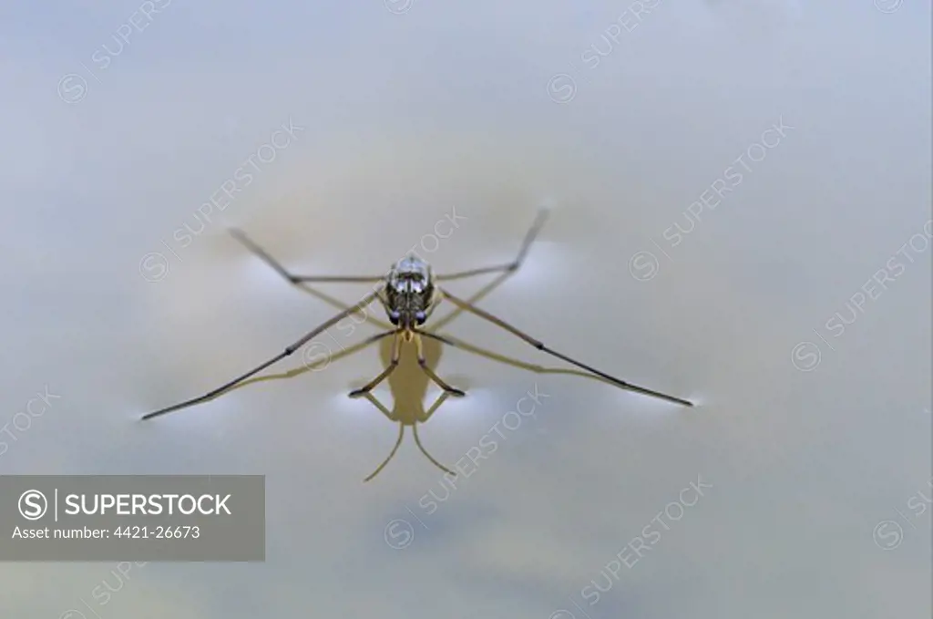 Common Pond Skater (Gerris lacustris) adult, resting on water surface, Oxfordshire, England