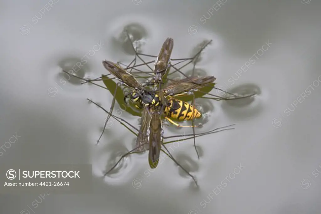 Common Pond Skater (Gerris lacustris) four adults, feeding on Common Wasp (Vespula vulgaris) drowned on surface of garden pond, Bentley, Suffolk, England, july