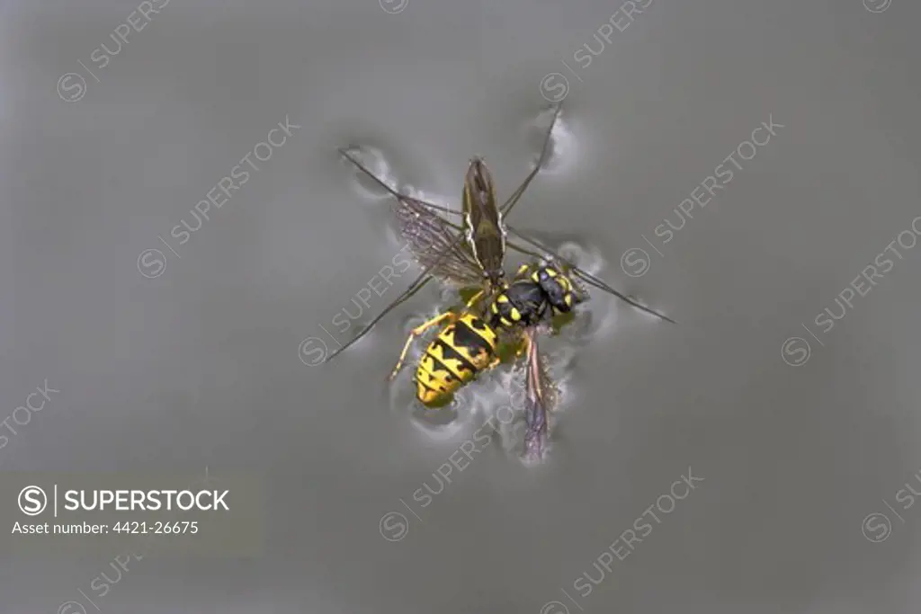 Common Pond Skater (Gerris lacustris) adult, feeding on Common Wasp (Vespula vulgaris) drowned on surface of garden pond, Bentley, Suffolk, England, july