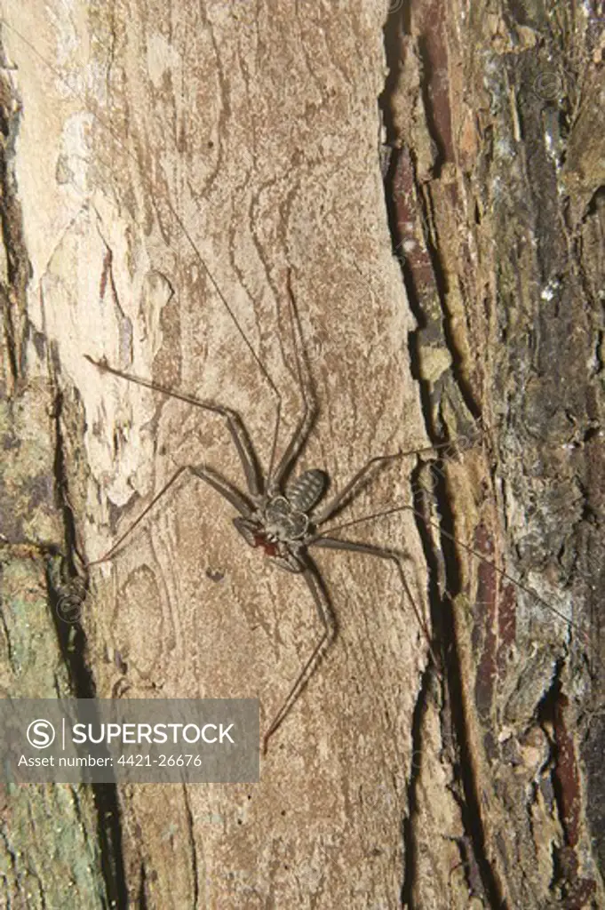 Tailless Whip Scorpion (Amblypygi sp.) immature, on tree trunk, Iwokrama Rainforest, Guiana Shield, Guyana, october