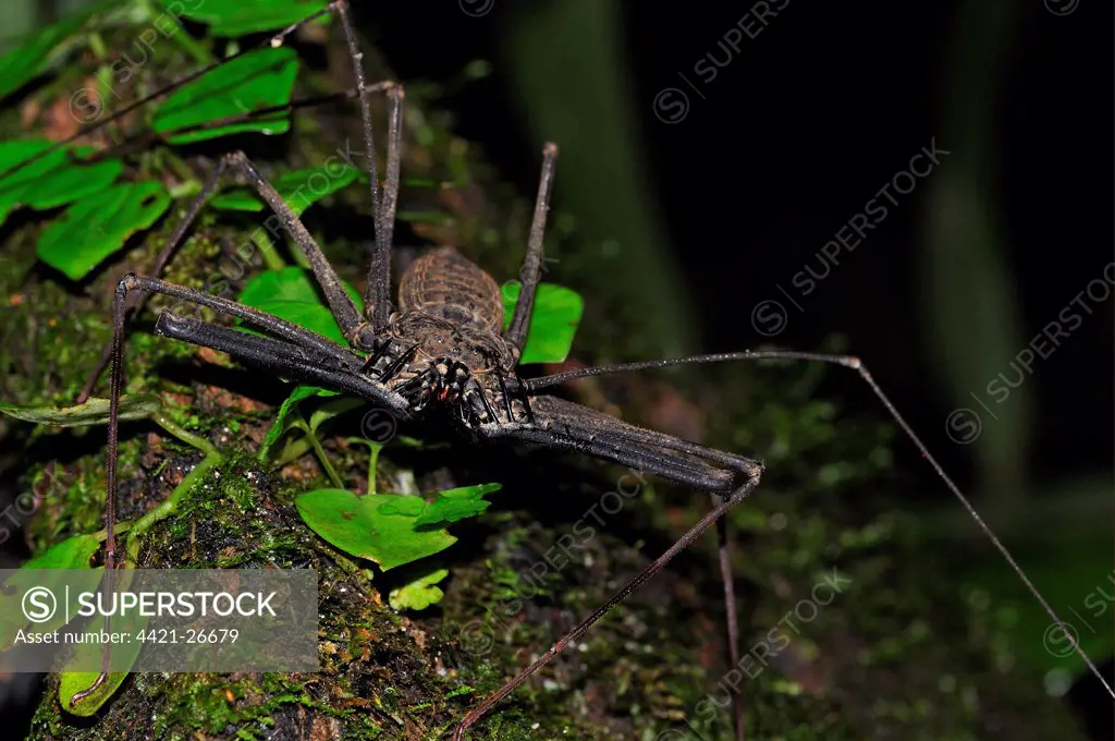 Tailless Whip Scorpion (Amblypygi sp.) adult, on tree trunk, Yasuni N.P., Amazon, Ecuador