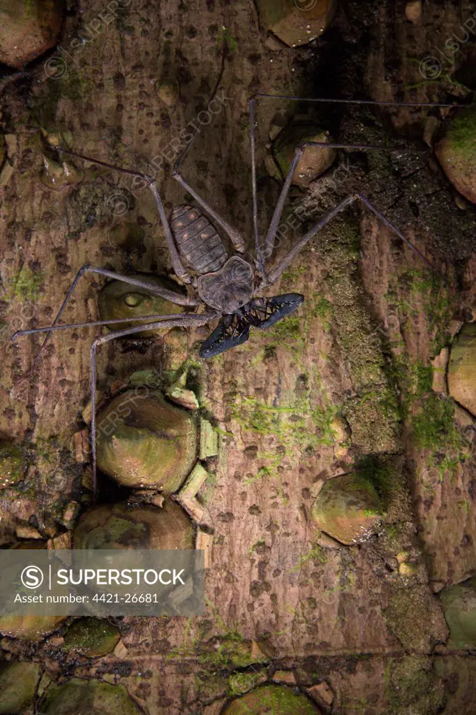 Tailless Whip Scorpion (Heterophrynus sp.) adult, waiting for prey on trunk of spiny tree, Los Amigos Biological Station, Madre de Dios, Amazonia, Peru