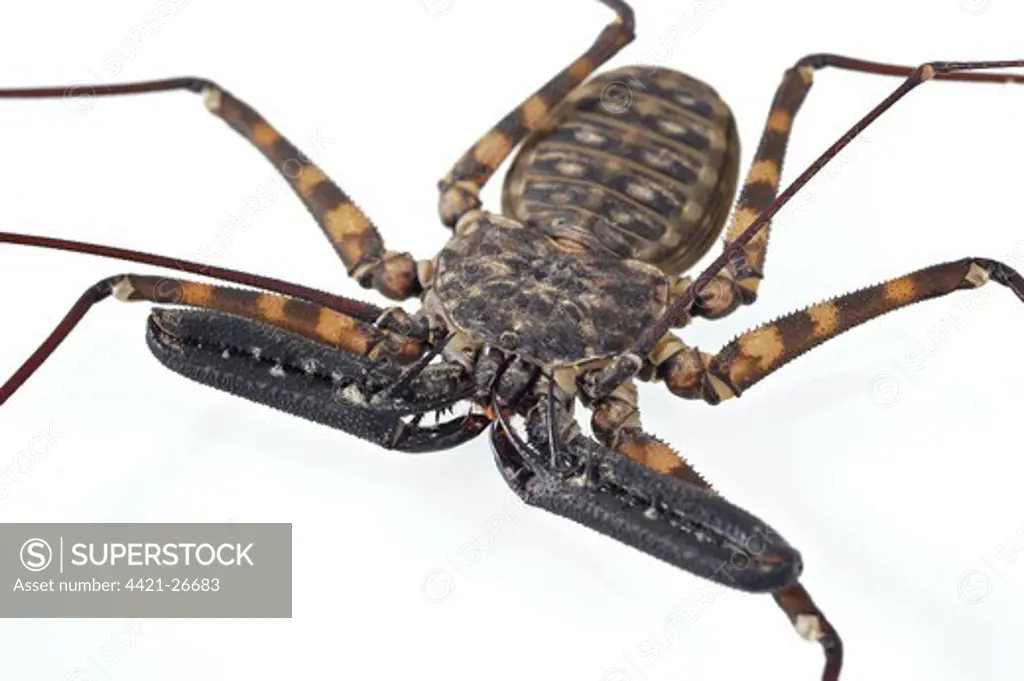Tanzanian Giant Tailless Whip Scorpion (Damon diadema) adult, close-up of adapted pincer-like pedipalps