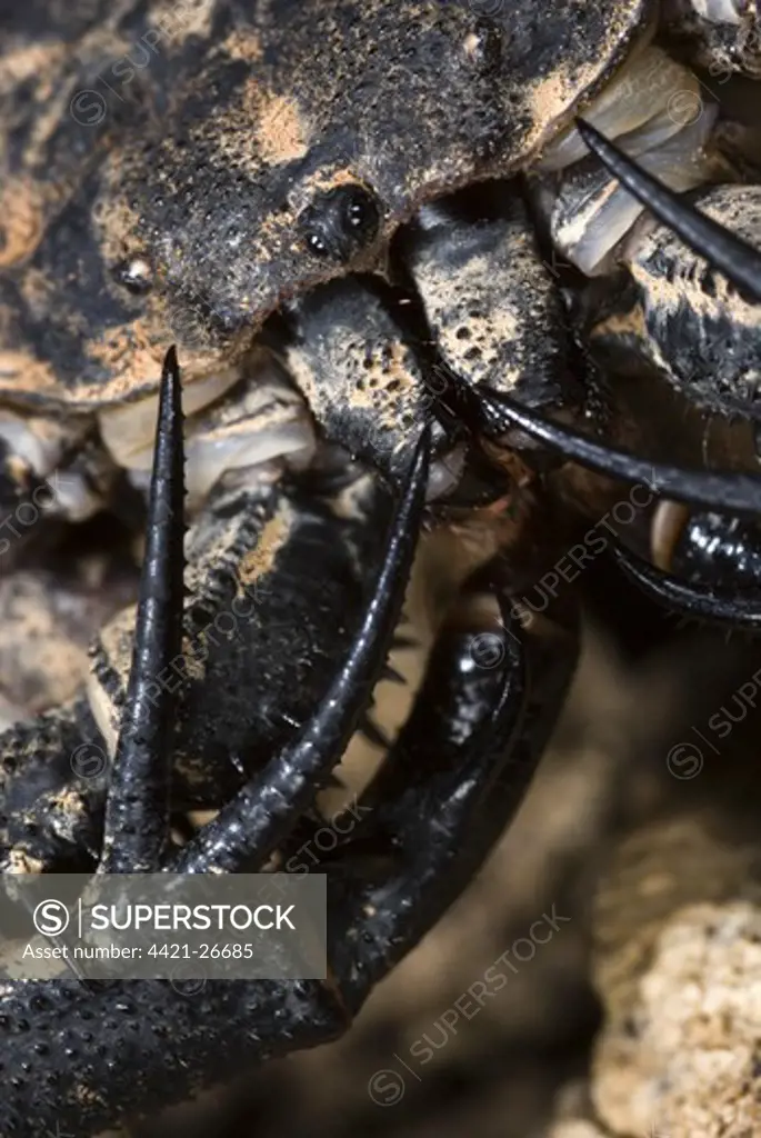 Variegated Tailless Whip Scorpion (Damon variegatus) adult female, close-up of palps with raptorial spurs, Central Africa