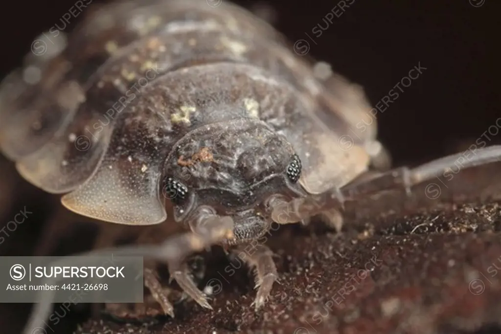 Common Rough Woodlouse (Porcellio scaber) adult, close-up of head, Leicestershire, England, january