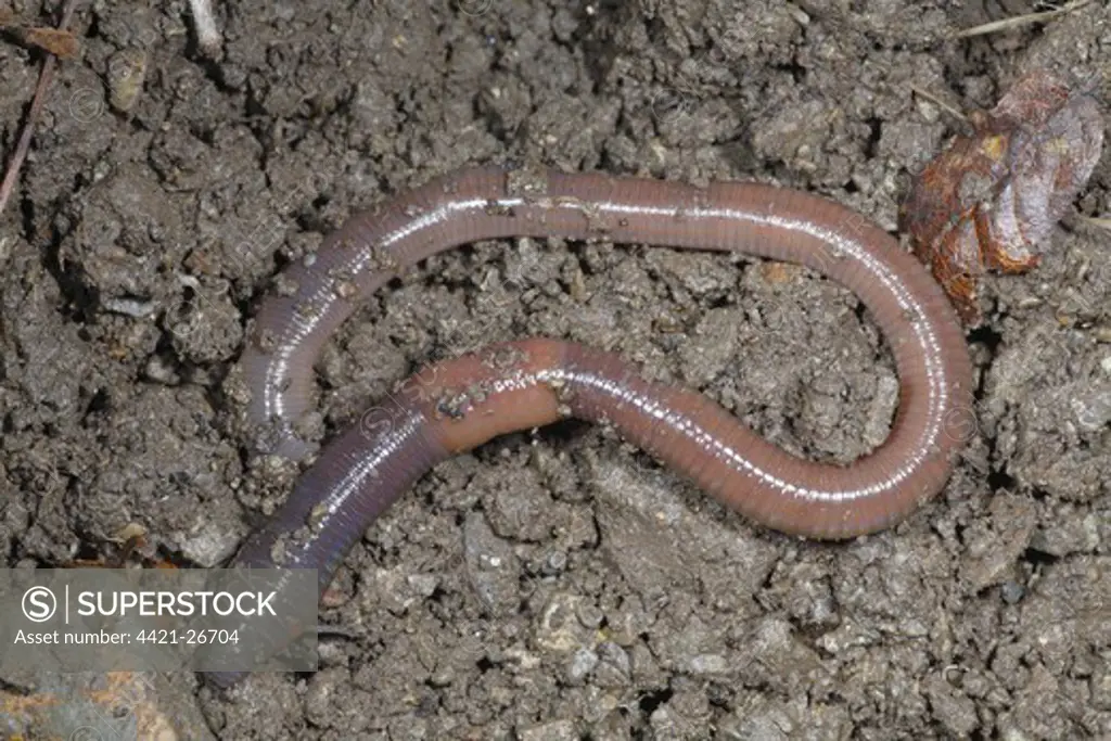 Common Earthworm (Lumbricus terrestris) adult, on soil surface, Powys, Wales, march