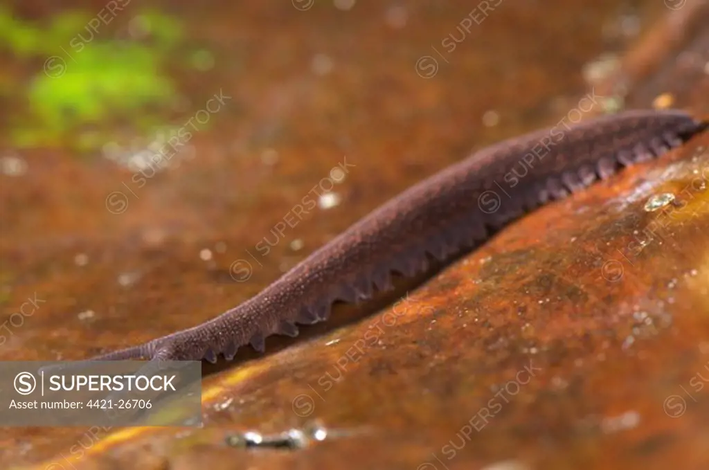 Andean Velvet-worm (Peripatus sp.) adult, foraging on leaf litter, from Cusco to Manu, Departemento Cusco, Andes, Peru