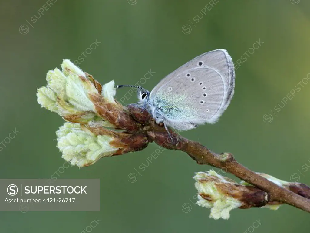 Green-underside Blue (Glaucopsyche alexis) adult, resting on oak leaf buds, Peloponesos, Southern Greece, april
