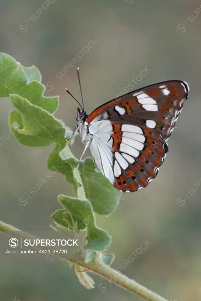 Southern White Admiral (Limenitis reducta) adult, underside, resting on Holm Oak (Quercus ilex) leaves, Lesvos, Greece, may